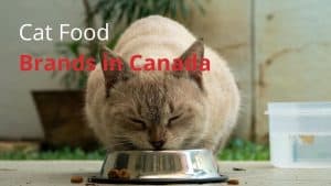Cat Food Brands in Canada