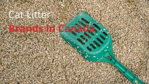 Cat Litter Brands in Canada