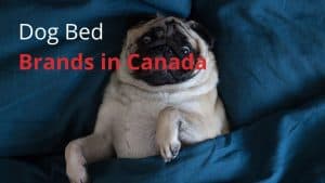 Dog Bed Brands in Canada