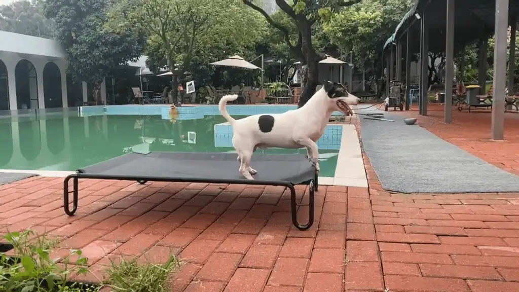 Pettycare Elevated Outdoor Dog Bed in Use